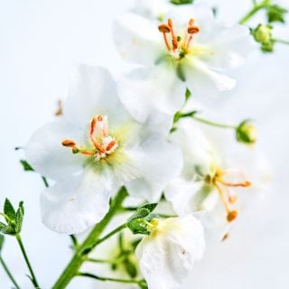 A close-up macro view of flowers on a White Bride Mullein stem.