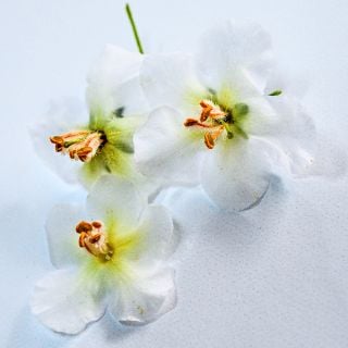 Close-up macro view of a trio of White Bride Mullein flowers on a light background.
