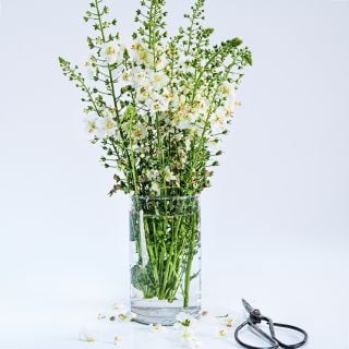 A side view angle of a White Bride Mullein flower arrangement in a glass vase.