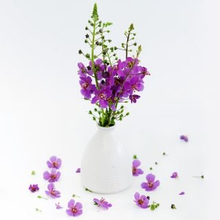 Wild Purple Mullein arranged in white vase with flowers surrounding the vase on a white background.