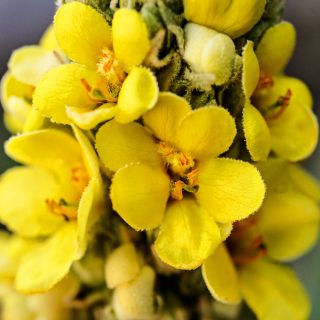Close-up macro view of cluster of bright yellow Common Mullein flowers.
