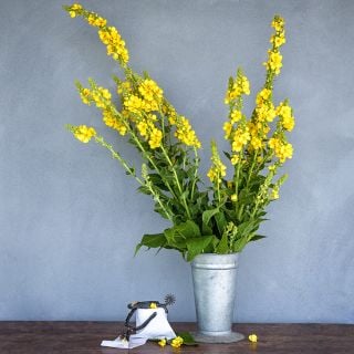 Tall stalks of Common Mullein also known as “cowboy toilet paper” in a florist vase with spurs and toilet paper. 