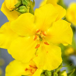 Close-up macro veiw of single Common Mullein flower.