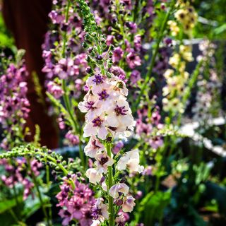 Southern Charm Mullein plants blooming in the trial gardens at Baker Creek in Mansfield, Missouri.
