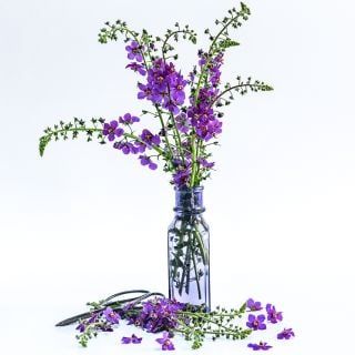 Violetta Mullein in a loose floral arrangement in a purple glass bottle with garden scissors on white.