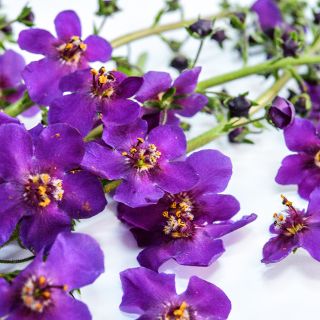 A close-up macro view of Violetta Mullein flowers on white background.