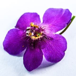 A close-up macro view of a single Violetta Mullein flower on white background.