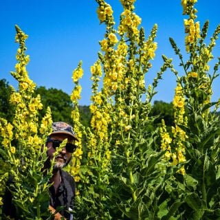 A Baker Creek employee peeks through blooming Common Mullein stalks in the garden to show size.