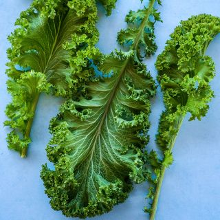 Green Wave Mustard leaves on blue background.