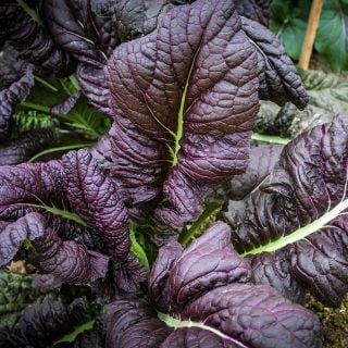 Japanese Giant Red Mustard leaves.