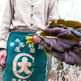Japanese Giant Red Mustard leaves in winter setting.