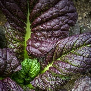 Close-up Japanese Giant Red Mustard leaf.