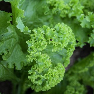 Close-up Southern Giant Curled Mustard 
