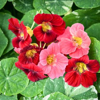 Alaska Red Shades Nasturtium Blooms