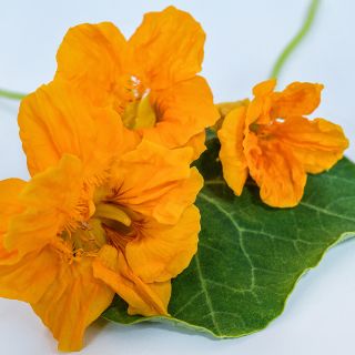 A trio of Golden Jewel Nasturtiums sitting on a leaf on a light background.