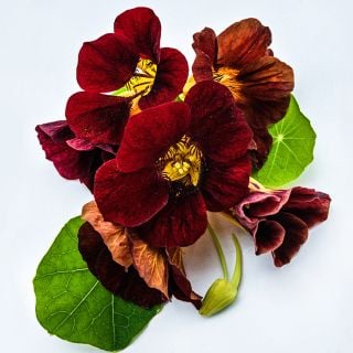 A macro view of a half dozen Black Velvet Nasturtium flowers with foliage on white background.