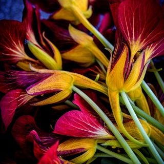 A detailed macro close-up of the yellow underside of Black Velvet Nasturtium flowers.