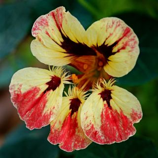 A single Orchid Flame Nasturtium growing in a Baker Creek greenhouse.