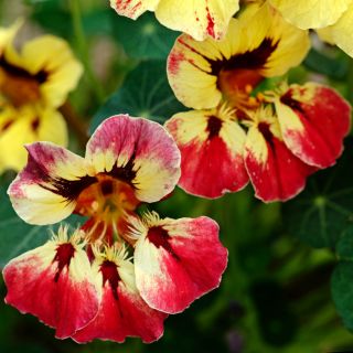 A duo of Orchid Flame Nasturtiums growing in the trial ggreenhouse at Baker Creek.