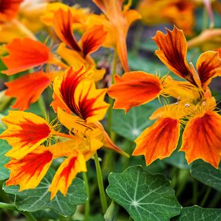 A close-up view of Phoenix Nasturtiums happily blooming in greenhouse at Baker Creek.
