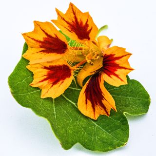 A single Phoenix Nasturtium bloom on leaf on bright white background.