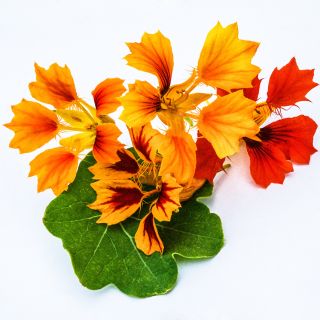 A close-up macro view of Phoenix Nasturtium flowers with single leaf on bright white background.
