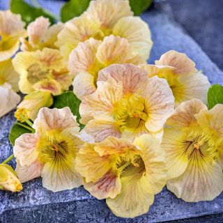 Tip Top Pink Blush Nasturiums with foliage arranged on grey stone.