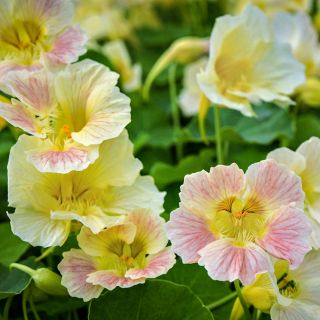 Tip Top Pink Blush Nasturiums growing in a trial greenhouse at Baker Creek in Mansfield, Missouri.
