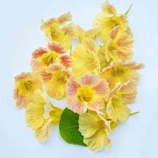 An overhead view of an arrangement of freshly harvested Tip Top Pink Blush Nasturium flowers on white.