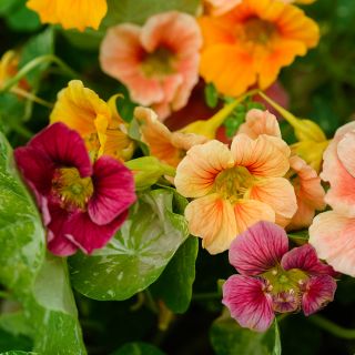 Alaska Mix Nasturtium has a wonderful rage of colors