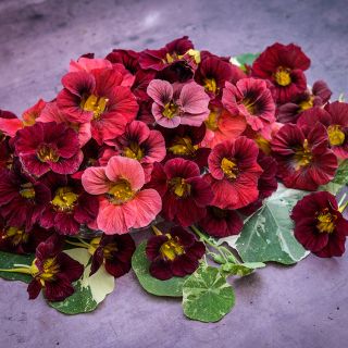 Alaska Red Shades Nasturtium Blooms