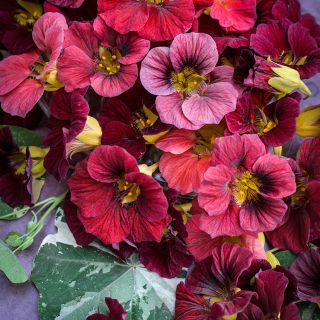 Alaska Red Shades Nasturtium Blooms