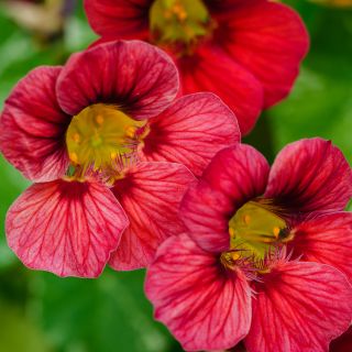 Close-up Alaska Red Shades Nasturtium Blooms