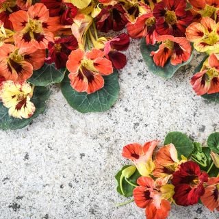 Bloody Mary Nasturtium