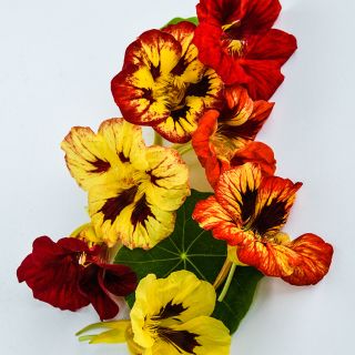 Bloody Mary Nasturtium