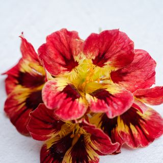 Close-up Bloody Mary Nasturtium