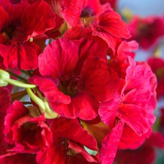 Close-up of Cherry Rose Jewel Nasturtium growing in garden.