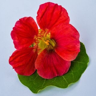 Close-up of Cherry Rose Jewel Nasturtium.
