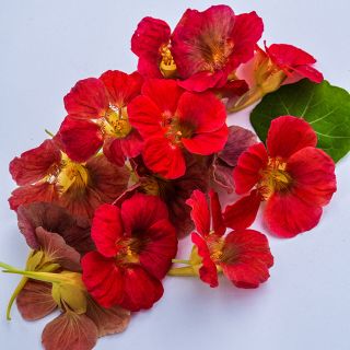 Cherry Rose Jewel Nasturtium 