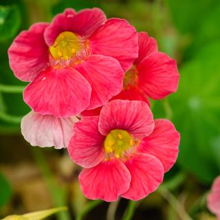 Cherry Rose Jewel Nasturtium growing in garden.