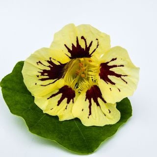 Orchid Cream Nasturtium on leaf.