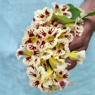 Orchid Cream Nasturtium being held.