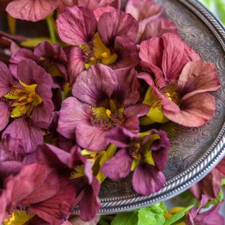 Purple Emperor Nasturtium on plate.