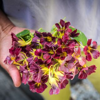 Purple Emperor Nasturtium being held.