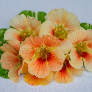 Tip Top Alaska Salmon Nasturtium on white background.