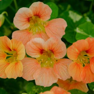 Tip Top Alaska Salmon Nasturtium growing in garden.