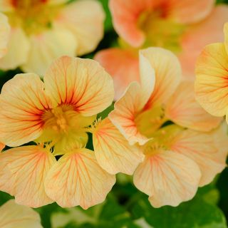 Tip Top Alaska Salmon Nasturtium growing in garden.