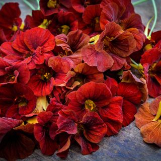 Close-up detail of Tip Top Mahogany Nasturtium flowers.