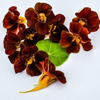 Tip Top Mahogany Nasturtium flowers 