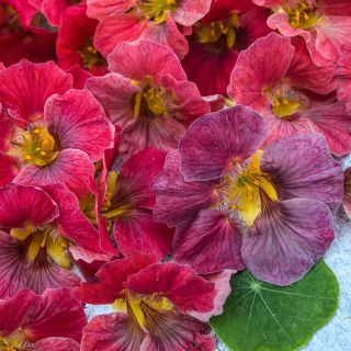 Detail of Tip Top Rose Nasturtium blooms.